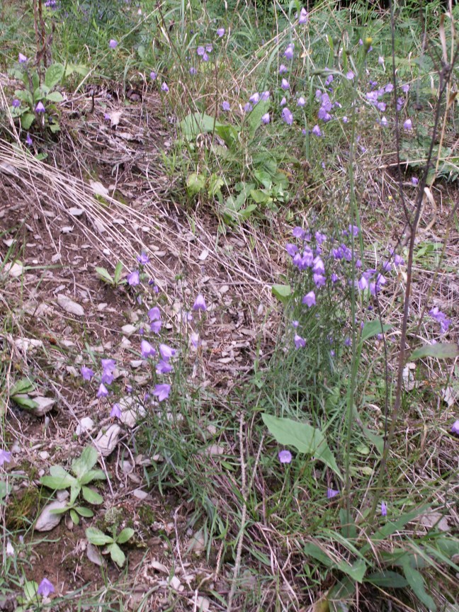 KONICA MINOLTA DIGITAL CAMERA