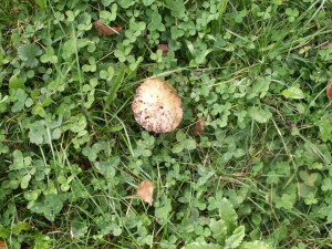 KONICA MINOLTA DIGITAL CAMERA