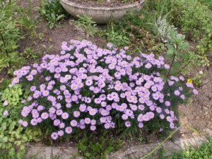 KONICA MINOLTA DIGITAL CAMERA