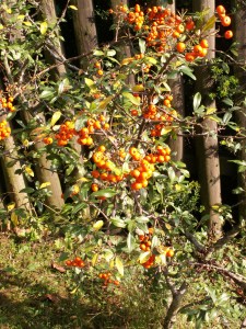 KONICA MINOLTA DIGITAL CAMERA