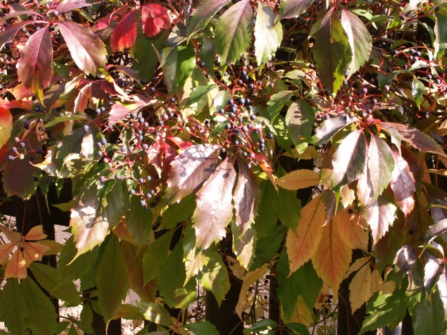 KONICA MINOLTA DIGITAL CAMERA