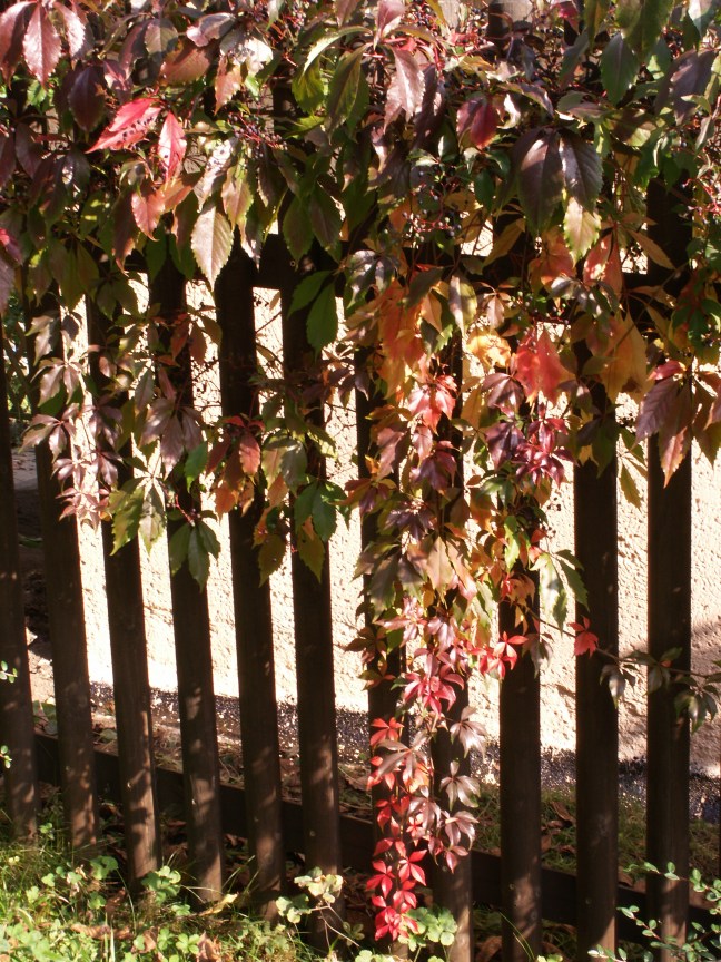 KONICA MINOLTA DIGITAL CAMERA