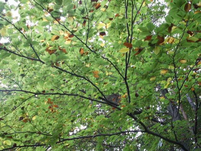 KONICA MINOLTA DIGITAL CAMERA