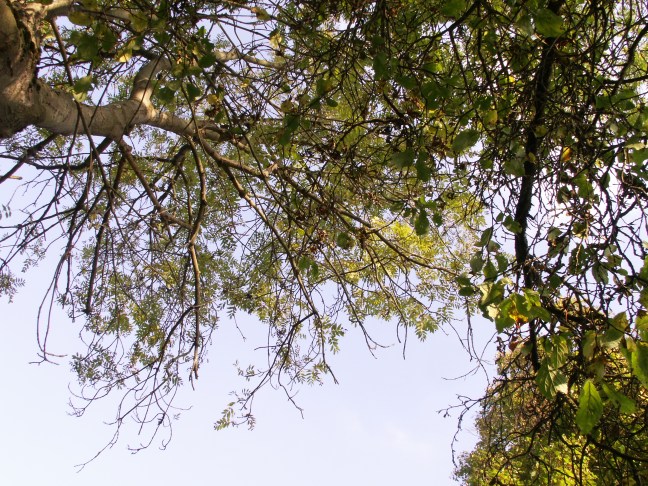 KONICA MINOLTA DIGITAL CAMERA