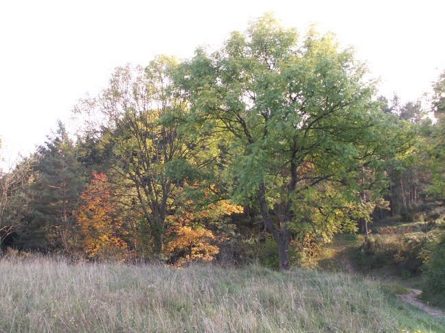 KONICA MINOLTA DIGITAL CAMERA