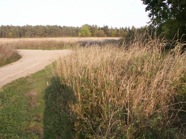 KONICA MINOLTA DIGITAL CAMERA