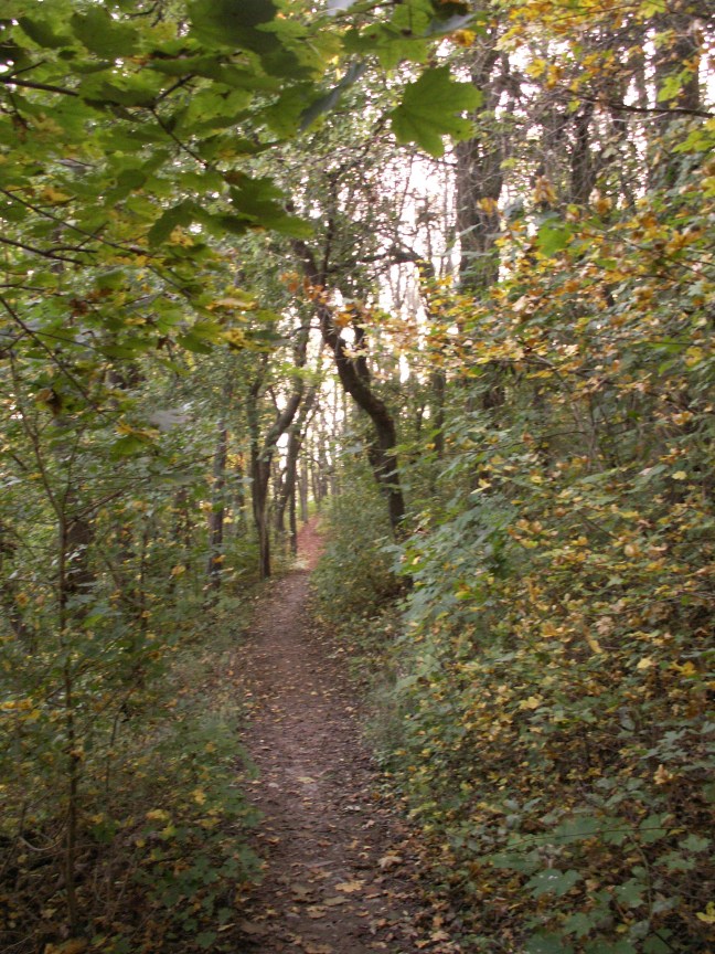 KONICA MINOLTA DIGITAL CAMERA