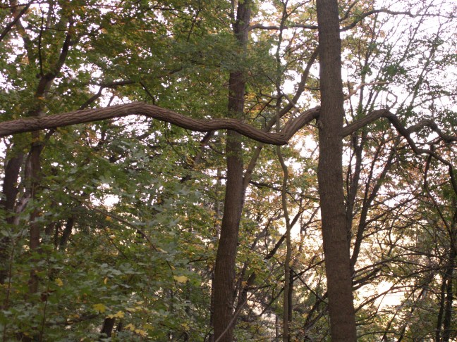 KONICA MINOLTA DIGITAL CAMERA