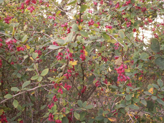 KONICA MINOLTA DIGITAL CAMERA