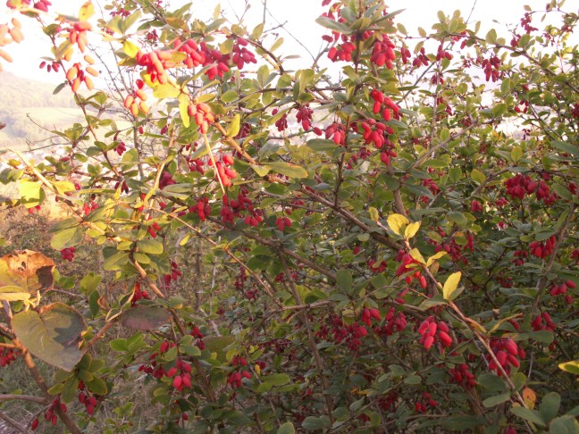 KONICA MINOLTA DIGITAL CAMERA