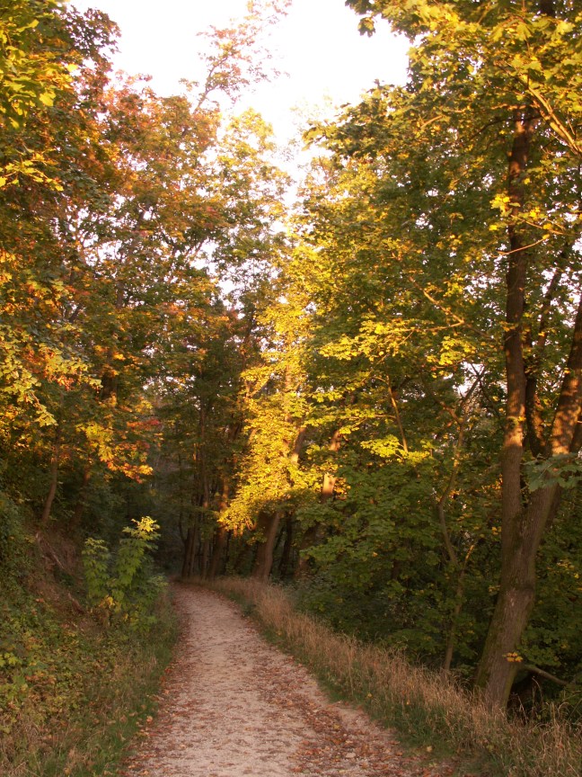 KONICA MINOLTA DIGITAL CAMERA