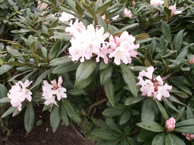 KONICA MINOLTA DIGITAL CAMERA