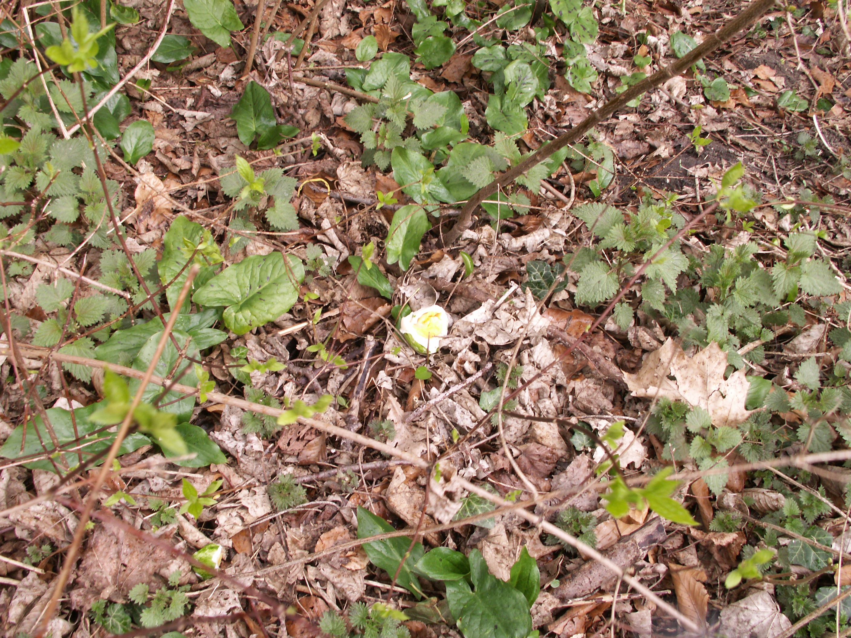 KONICA MINOLTA DIGITAL CAMERA