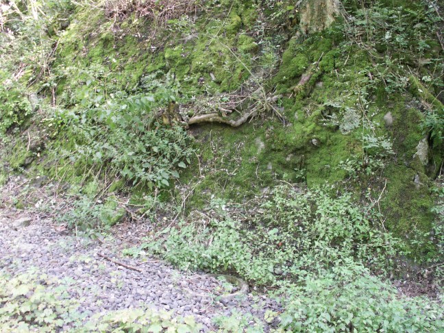 KONICA MINOLTA DIGITAL CAMERA