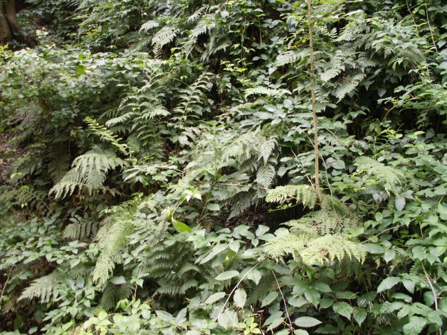 KONICA MINOLTA DIGITAL CAMERA