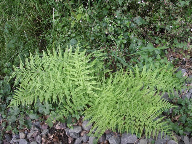 KONICA MINOLTA DIGITAL CAMERA