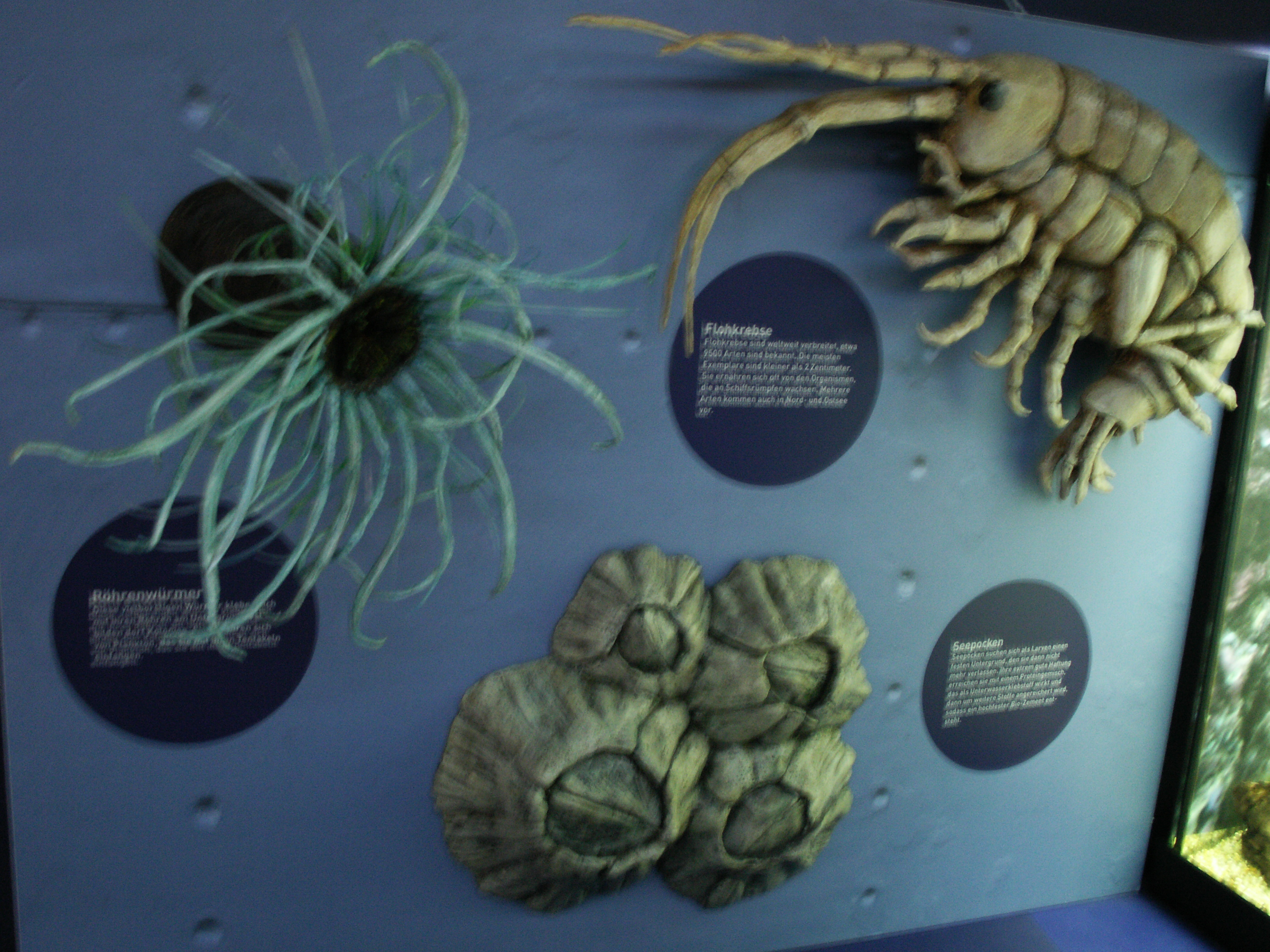 KONICA MINOLTA DIGITAL CAMERA