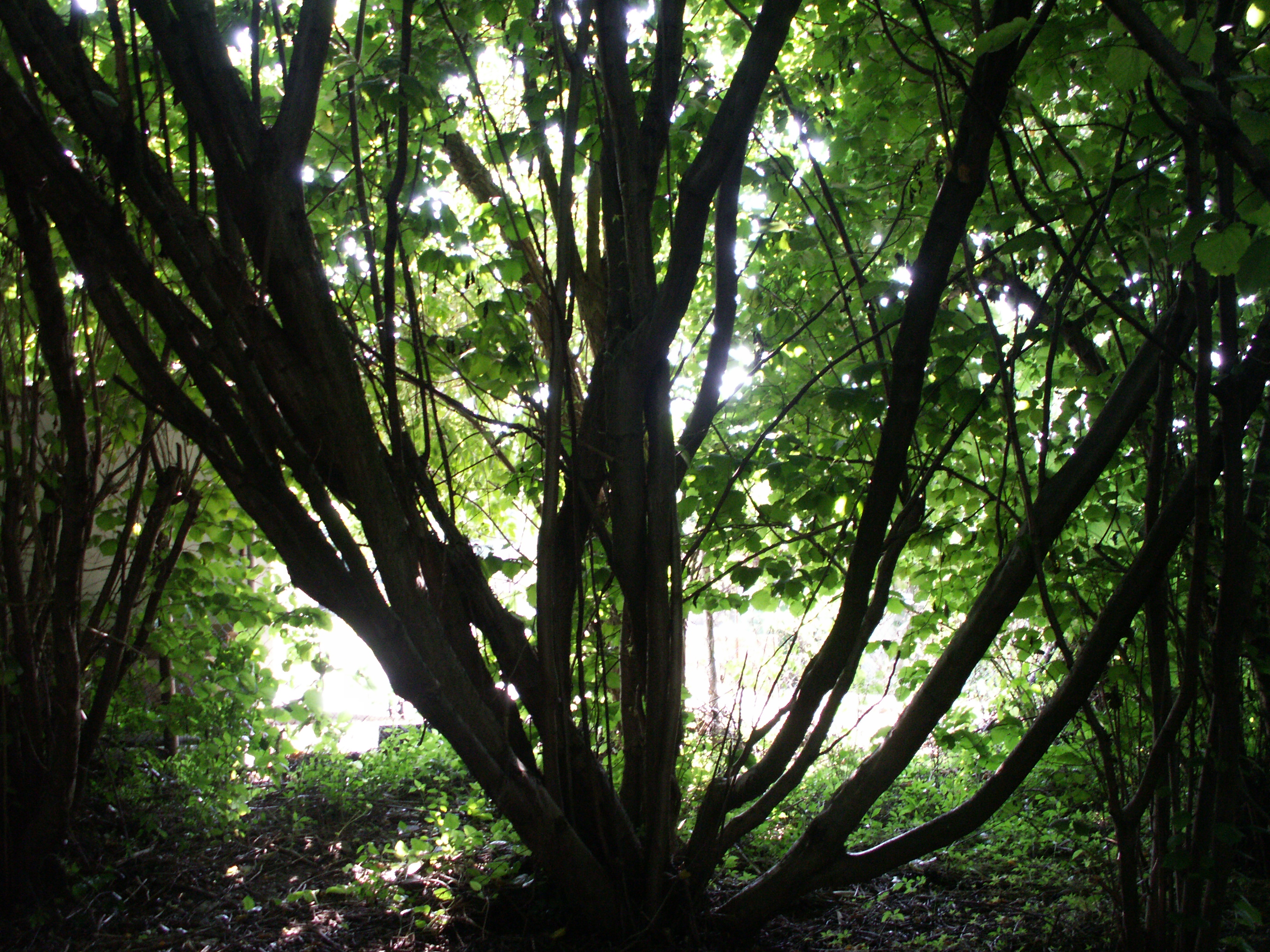 KONICA MINOLTA DIGITAL CAMERA