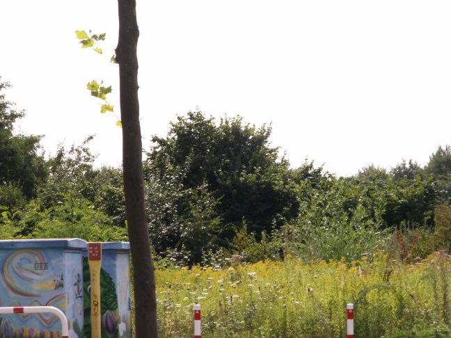 KONICA MINOLTA DIGITAL CAMERA