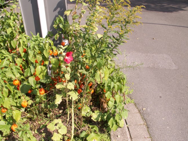 KONICA MINOLTA DIGITAL CAMERA