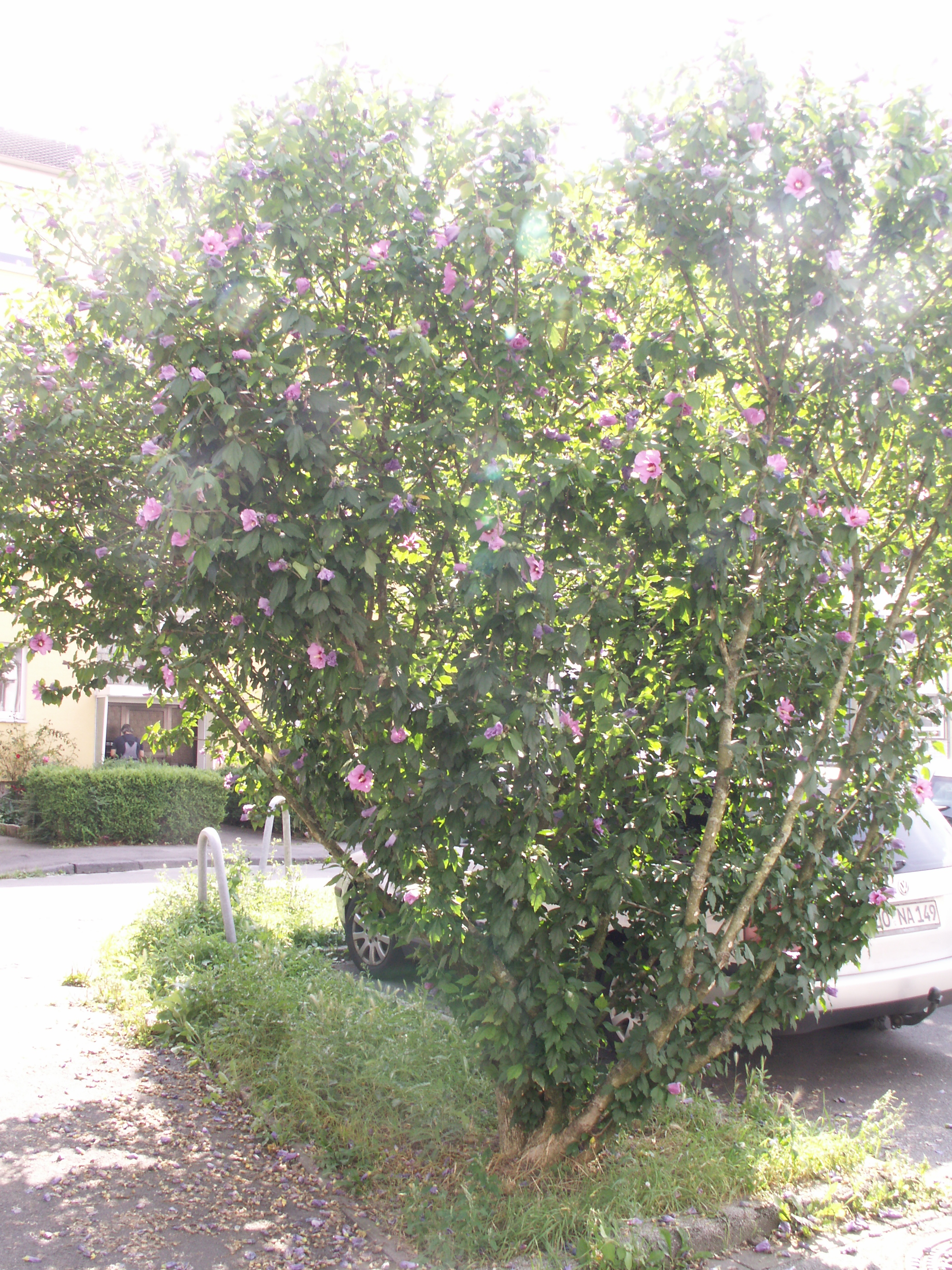 KONICA MINOLTA DIGITAL CAMERA