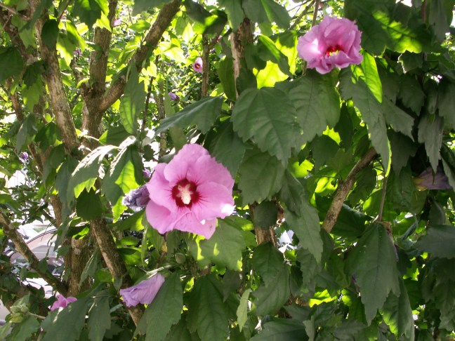 KONICA MINOLTA DIGITAL CAMERA