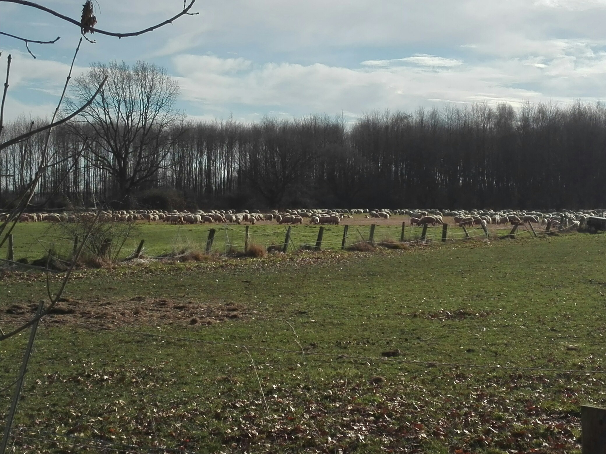 Schafherde beim Mittagessen auf der Weide bei Unna-Massen.